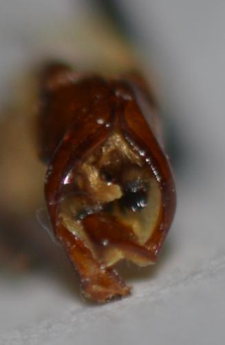 Réf. 276 178 : Pyrrhopoda marginata